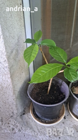 Табернемонтана (Tabernaemontana), снимка 2 - Градински цветя и растения - 51733096