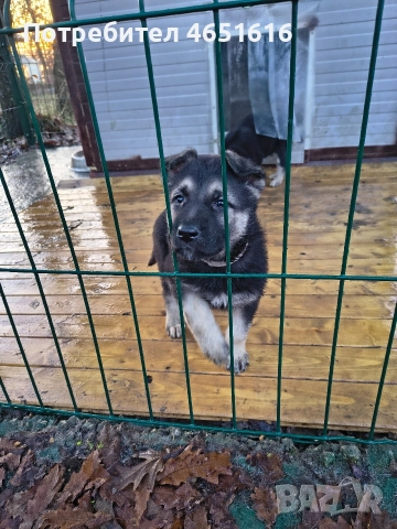 Източноевропейска овчарка, снимка 9 - Други - 52432078