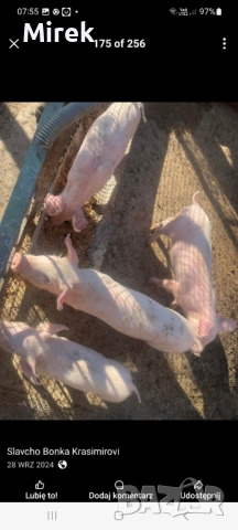 преговори, снимка 2 - Коне - 52646925