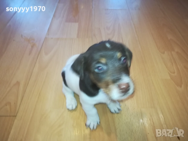 КУЧЕНЦА-ДЖАК РЪСЕЛ 2509252000, снимка 11 - Джак ръсел териер - 51839304