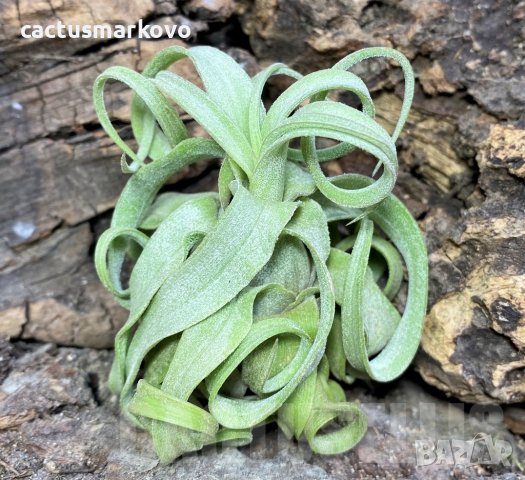Tillandsia streptophylla, снимка 1 - Стайни растения - 43942075