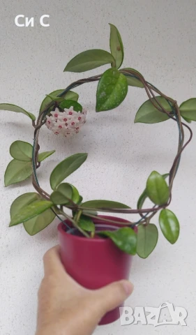 Ароматна 💯 Хоя 