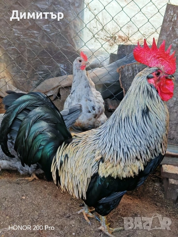 Разплодни яйца от Шведски Исбар , снимка 13 - други­ - 31902849