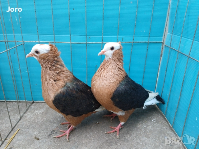 Трицветни джимпели 