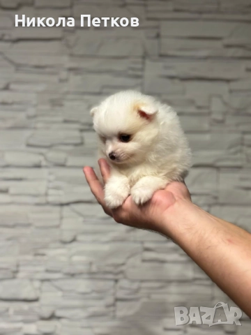 Померан , снимка 3 - Померан - 52670861