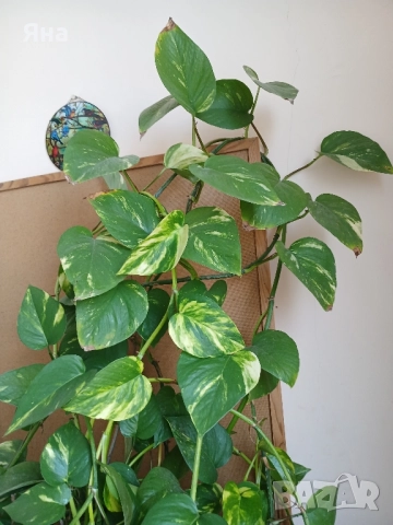 Епипремнум ауреум, Дяволски бръшлян -Цвете на парите