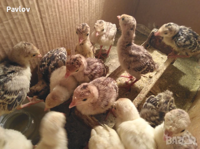 Джинки; аракуана, катунски, Гъсета, пуйчета и др, снимка 2 - Кокошки и пуйки - 50527479