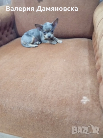 Чихуахуа , снимка 1