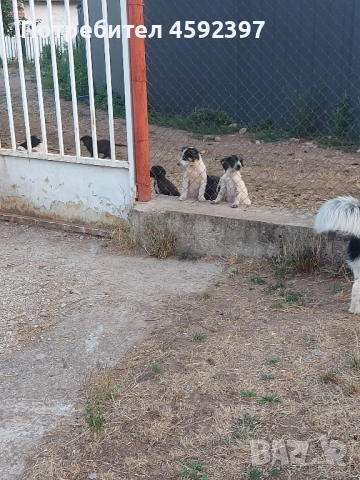 Кученца , снимка 7 - Други - 51697843
