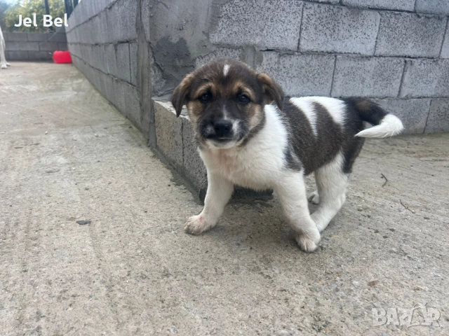 Кученце Кръстоска Алабай Х Белгийска Овчарка с Доставка, снимка 5 - Алабай - 49938706