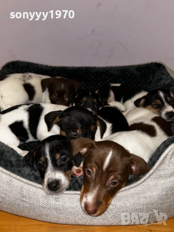 КУЧЕНЦЕ ДЖАК РЪСЕЛ 250ЛВ С ПАСПОРТ И ВАКСИНА 2410251435, снимка 9 - Джак ръсел териер - 52167121