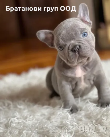 Френски булдог, снимка 2 - Френски булдог - 48013084