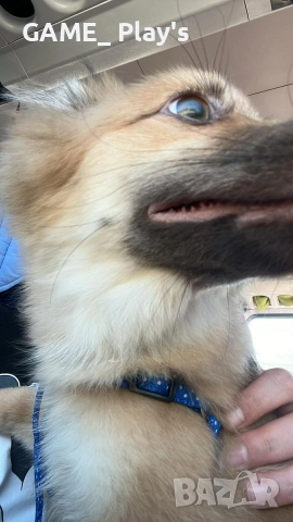 спешно за продажба:Порода шпиц , снимка 5 - Померан - 52830618