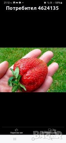 Продавам разсад ягоди, снимка 14 - Сортови семена и луковици - 52068496