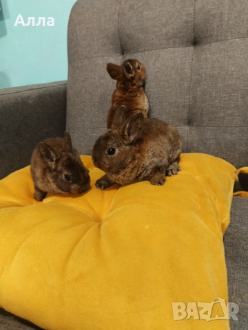 Декоративни зайчета рекс, , снимка 2 - Декоративни зайчета - 53507797