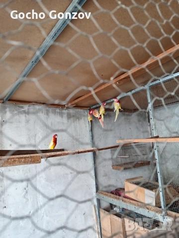 папагали розели, снимка 4 - Папагали - 53076209