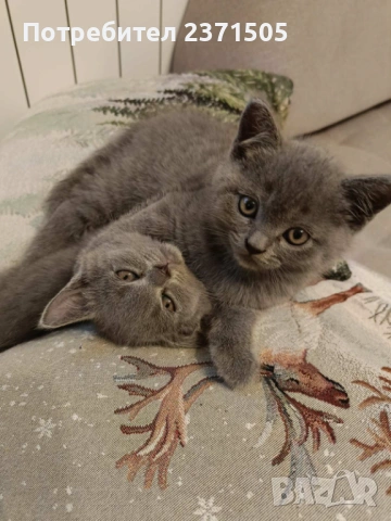Мъжки британски котенца на 2 месеца