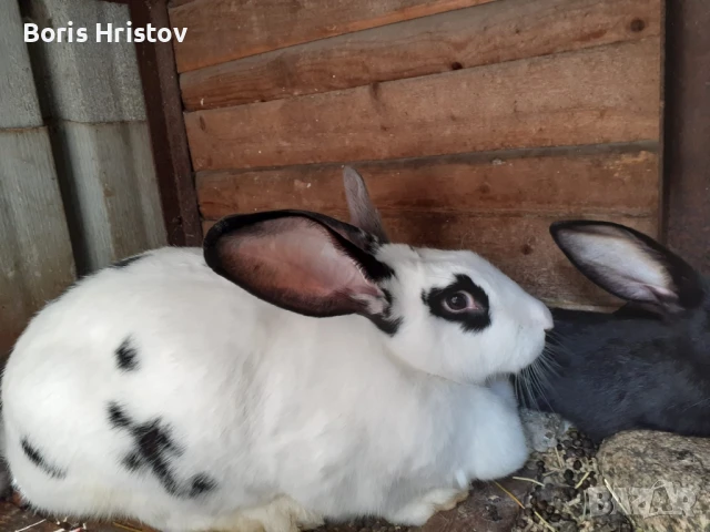 Зайци великани, домашни породисти, снимка 1