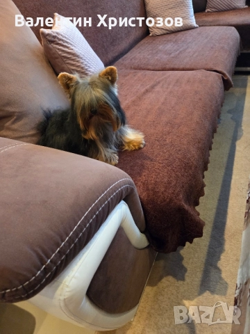 йорки йоркширски териер мини, снимка 4 - Йоркширски териер - 52354966