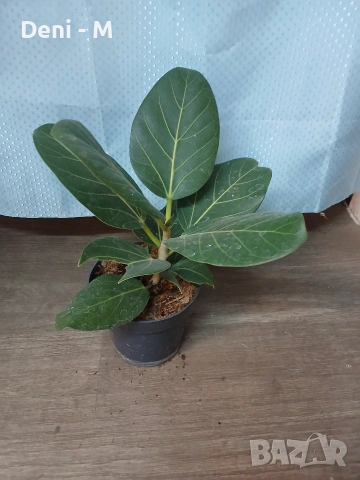 Бенгаленсис фикус 30см.