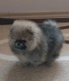 продавам померан , снимка 2
