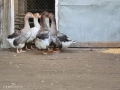 Селски гъски, снимка 1