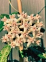 Хоя .Hoya "Elliptica Splash" Pinterest, снимка 1