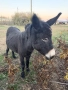 Продавам магарета, снимка 1