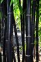 100 бр бамбукови семена от черен бамбук Black Bamboo растение декорация за двора и градината, снимка 4