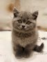Британски късокосмести котенца, снимка 10