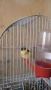 Male Canary Gloster, снимка 1