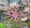 Tillandsia ionantha rood, снимка 1 - Стайни растения - 43941987