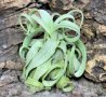 Tillandsia streptophylla, снимка 1 - Стайни растения - 43942075