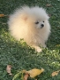 Продавам мини шпиц , снимка 1