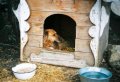 Търся! външна къща/колиба за средно до голямо куче-до 70 лв, снимка 1 - За кучета - 37068078