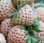100 семена от плод бяла ягода органични плодови бели ягодови семена от вкусни ягоди отлични плодове , снимка 1 - Сортови семена и луковици - 27610003