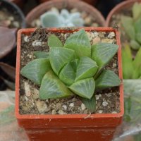 Хавортия (Haworthia mutica), снимка 1 - Стайни растения - 37398412