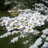 Спирея Тунберги, SPIRAEA THUNBERGII , снимка 1 - Градински цветя и растения - 39701494