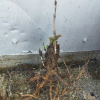 Черен дървовиден бъз, Свирчовина (Sambucus nigra) за имунната система на гол корен , снимка 2 - Разсади - 39107473