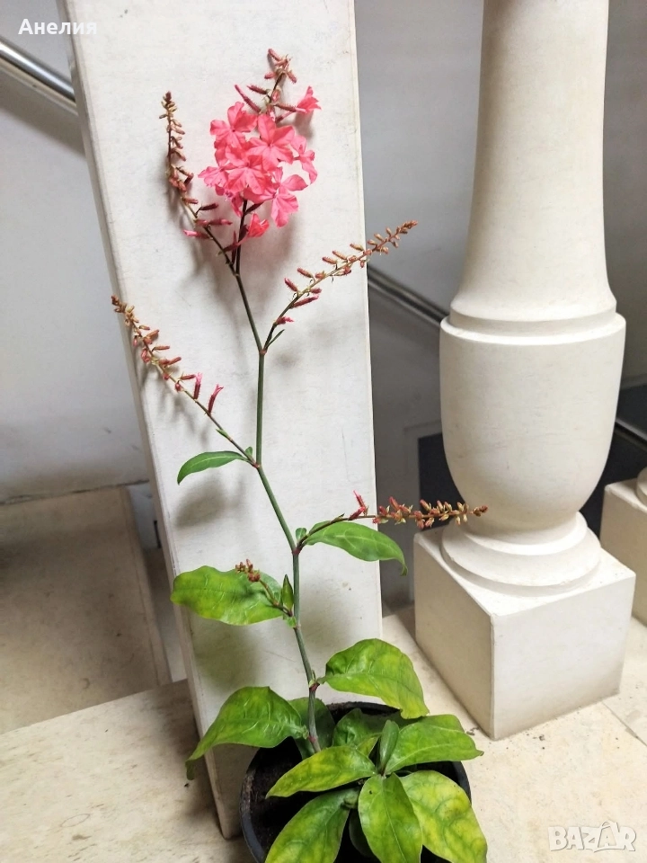 Червено Плумбаго , снимка 1