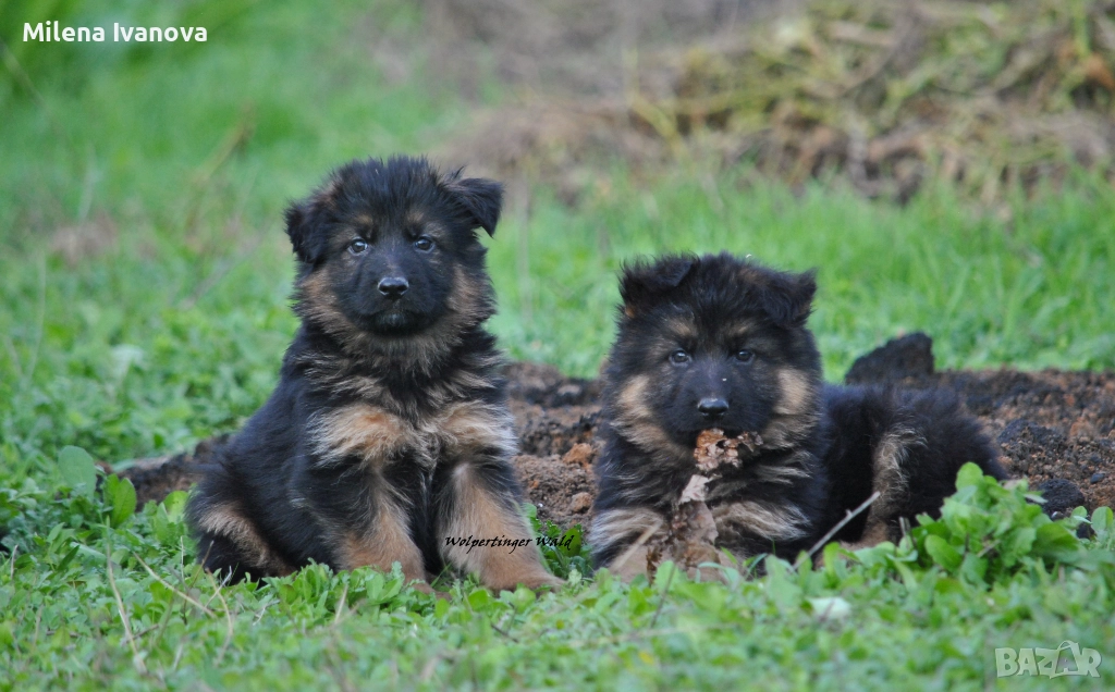 Легитимен развъдник разполага с кученца с дълъг косъм , снимка 1