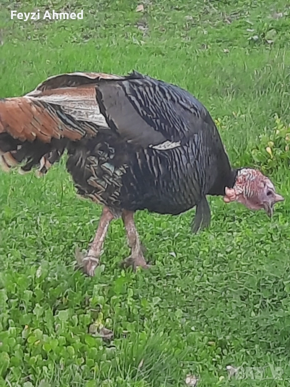 Пуйки, снимка 1