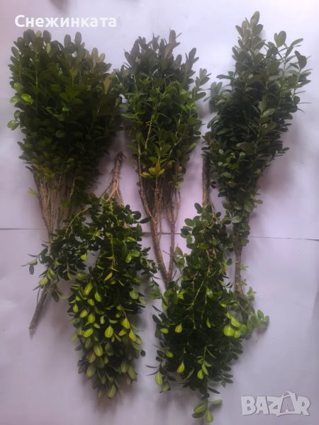 Клончета чемшир за вкореняване-10 броя за 6лв, снимка 1