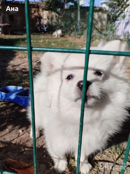 Мини шпиц, снимка 1