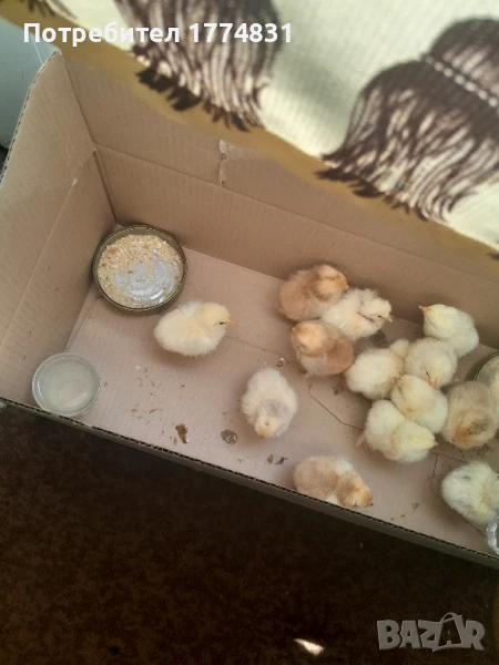 продавам пиленца домашни , снимка 1