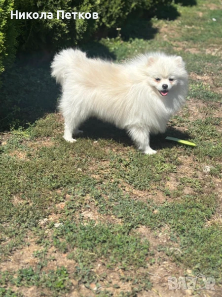 Померан , снимка 1