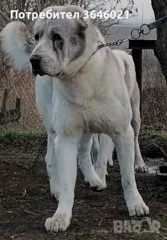 Сао Алабай за разплод., снимка 1