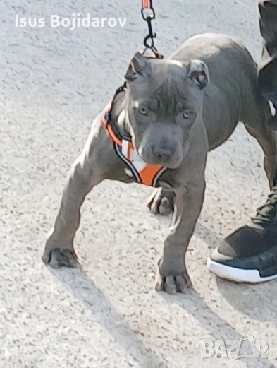 американски були , снимка 1