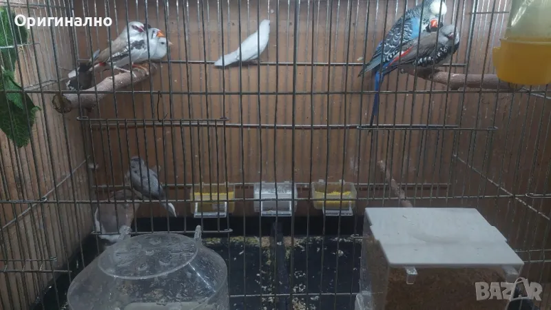  Диамантени, Зеброви и Японски  амадини, снимка 1