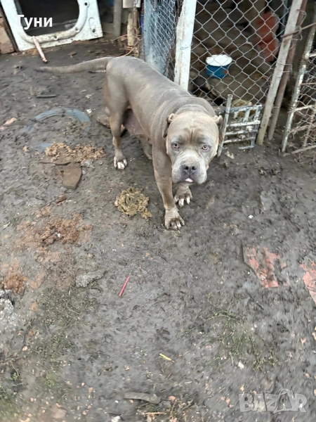 Женско були , снимка 1